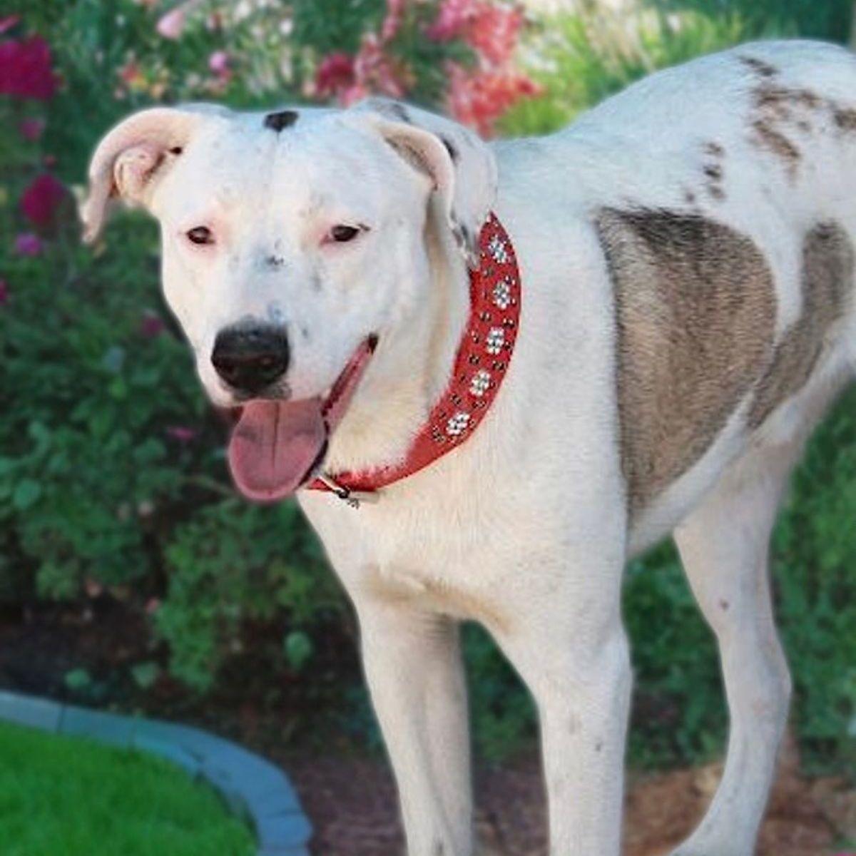 Enlarge Lucky, a Adoptable American Staffordshire Terrier in Kingman, AZ image 3/3