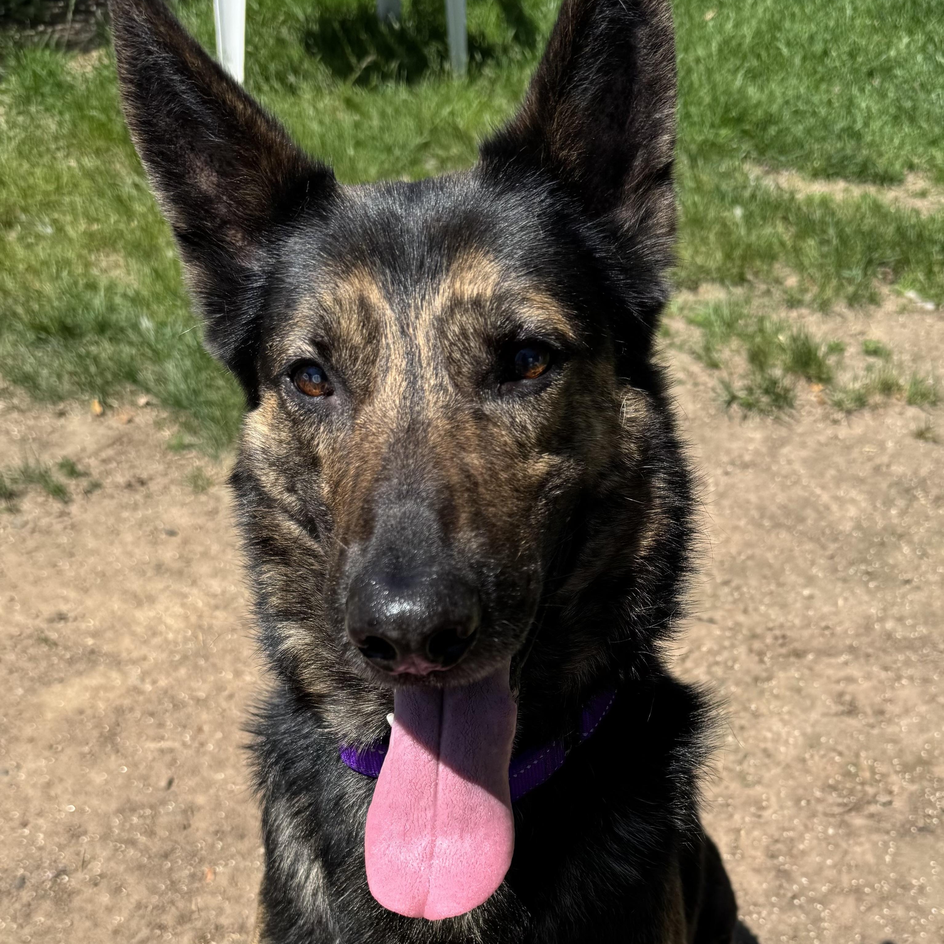 Chetan, ADOPTABLE, Adult Male Dutch Shepherd.