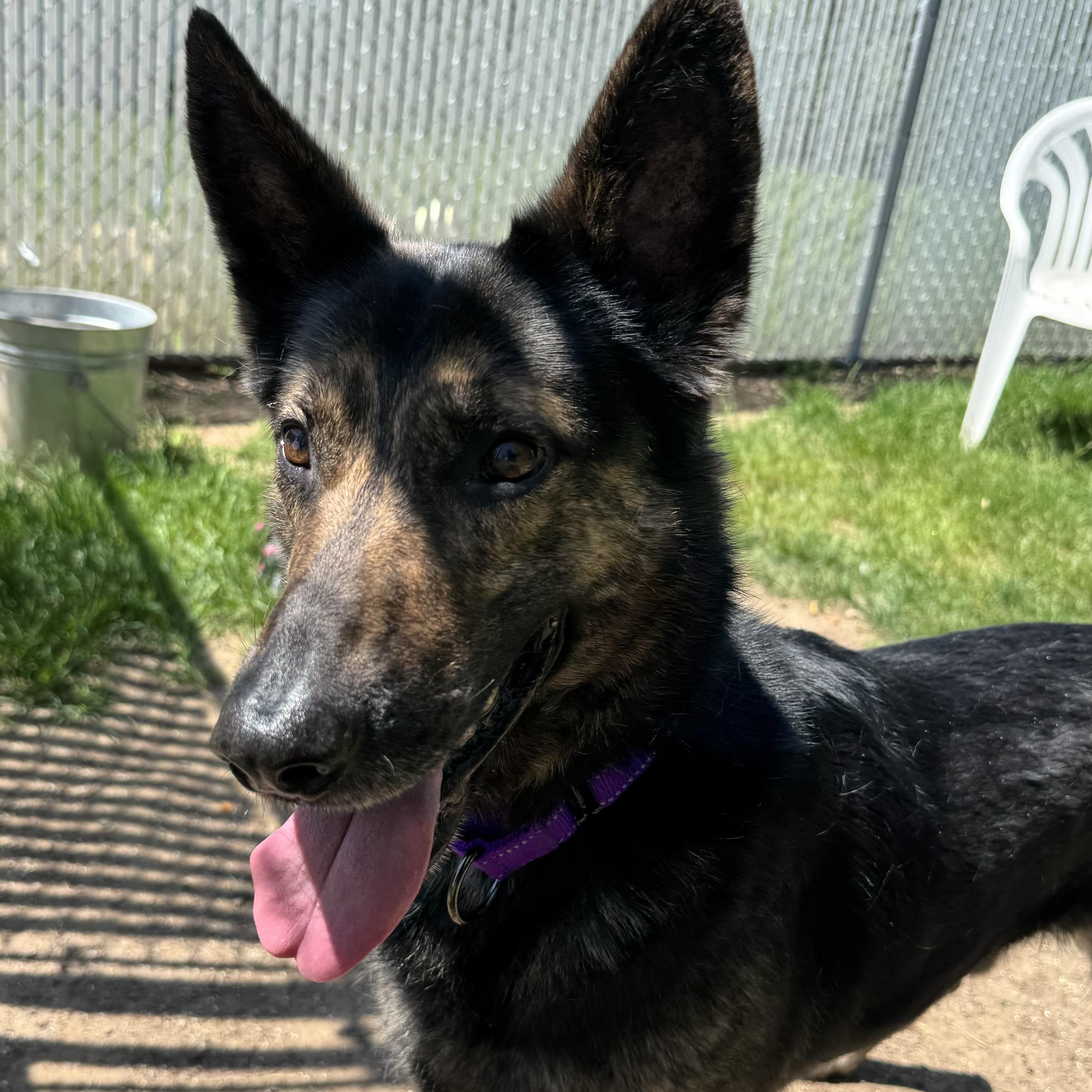Chetan, a ADOPTABLE Dutch Shepherd in Amery, WI image 2/2