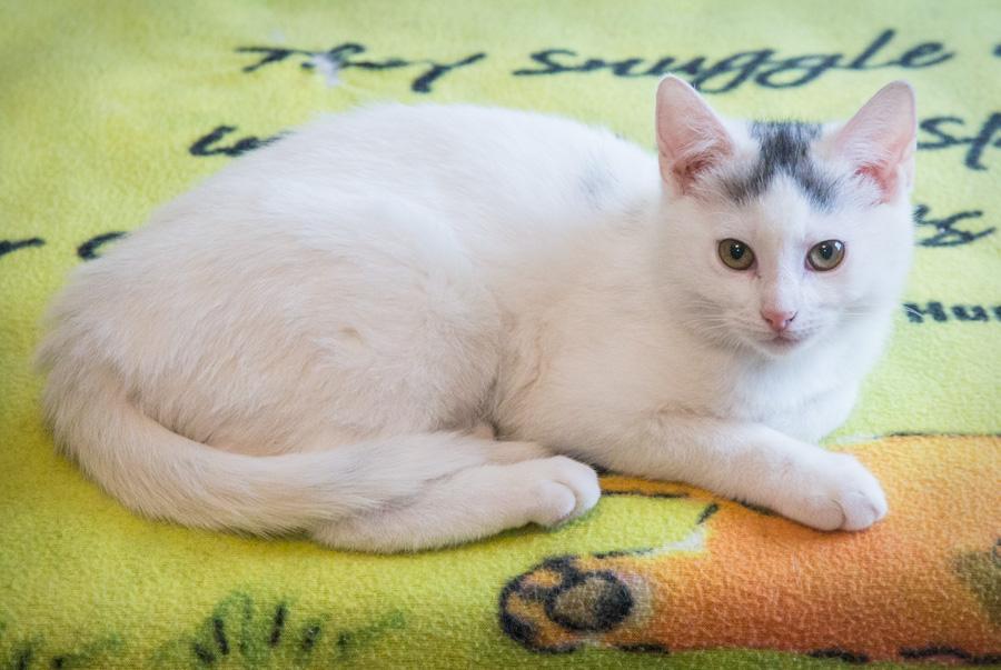 Enlarge Alexis, a ADOPTABLE Domestic Short Hair in Paramus, NJ image 4/5