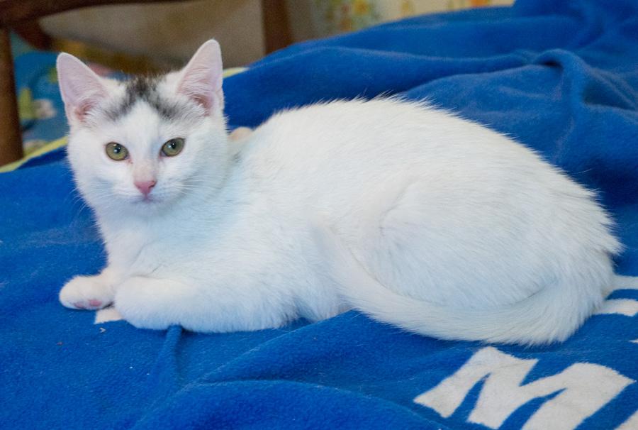 Enlarge Alexis, a ADOPTABLE Domestic Short Hair in Paramus, NJ image 2/5