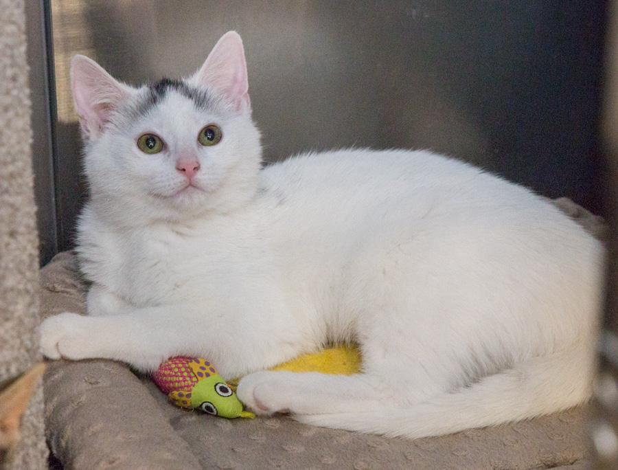 Enlarge Alexis, a ADOPTABLE Domestic Short Hair in Paramus, NJ image 3/5