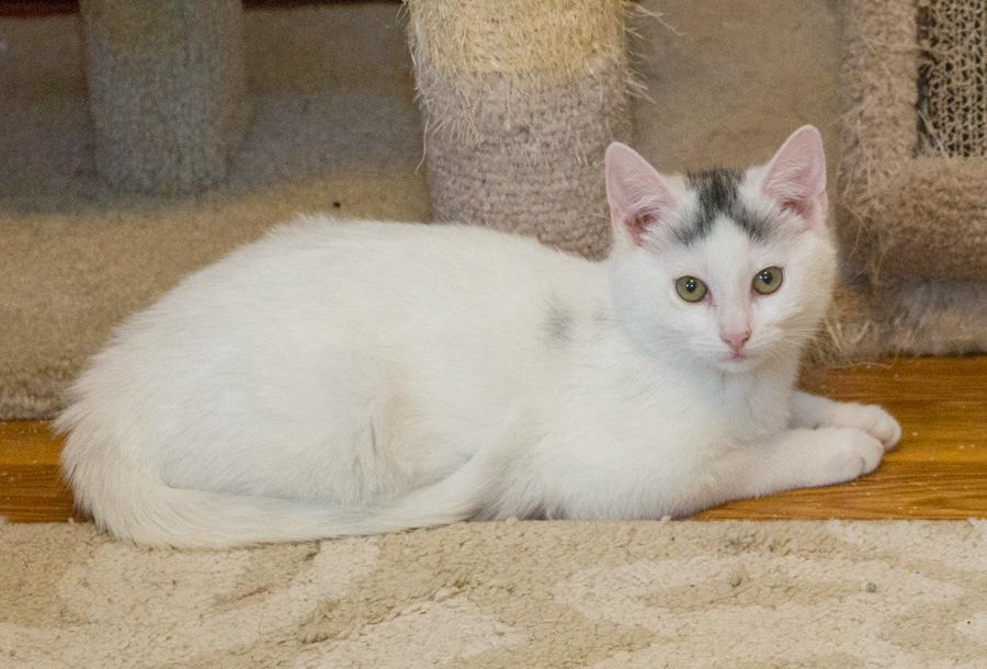 Enlarge Alexis, a ADOPTABLE Domestic Short Hair in Paramus, NJ image 5/5