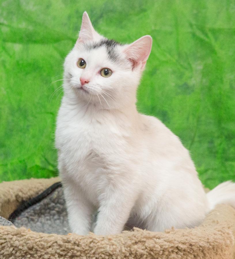 Enlarge Alexis, a ADOPTABLE Domestic Short Hair in Paramus, NJ image 1/5
