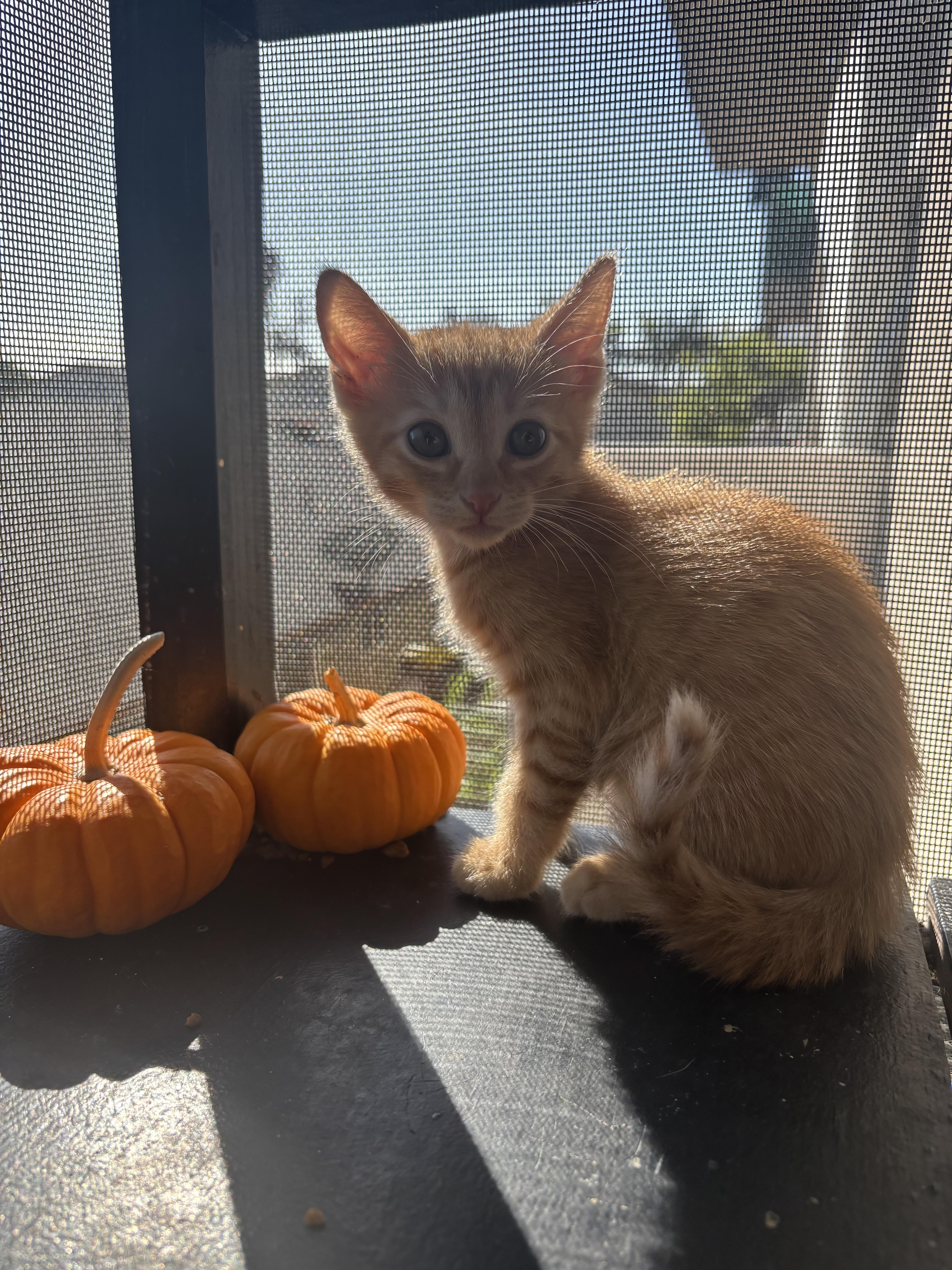 Ichigo