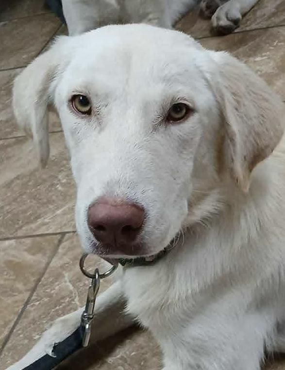 Enlarge Alaska, an adopted mixed breed in Elkton, MD image 1/3