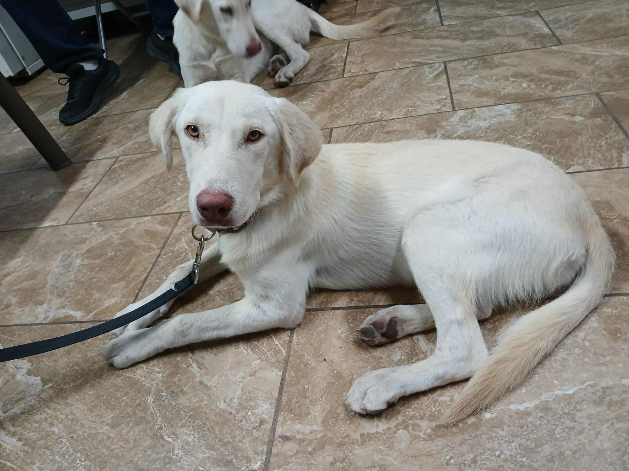 Enlarge Alaska, an adopted mixed breed in Elkton, MD image 2/3