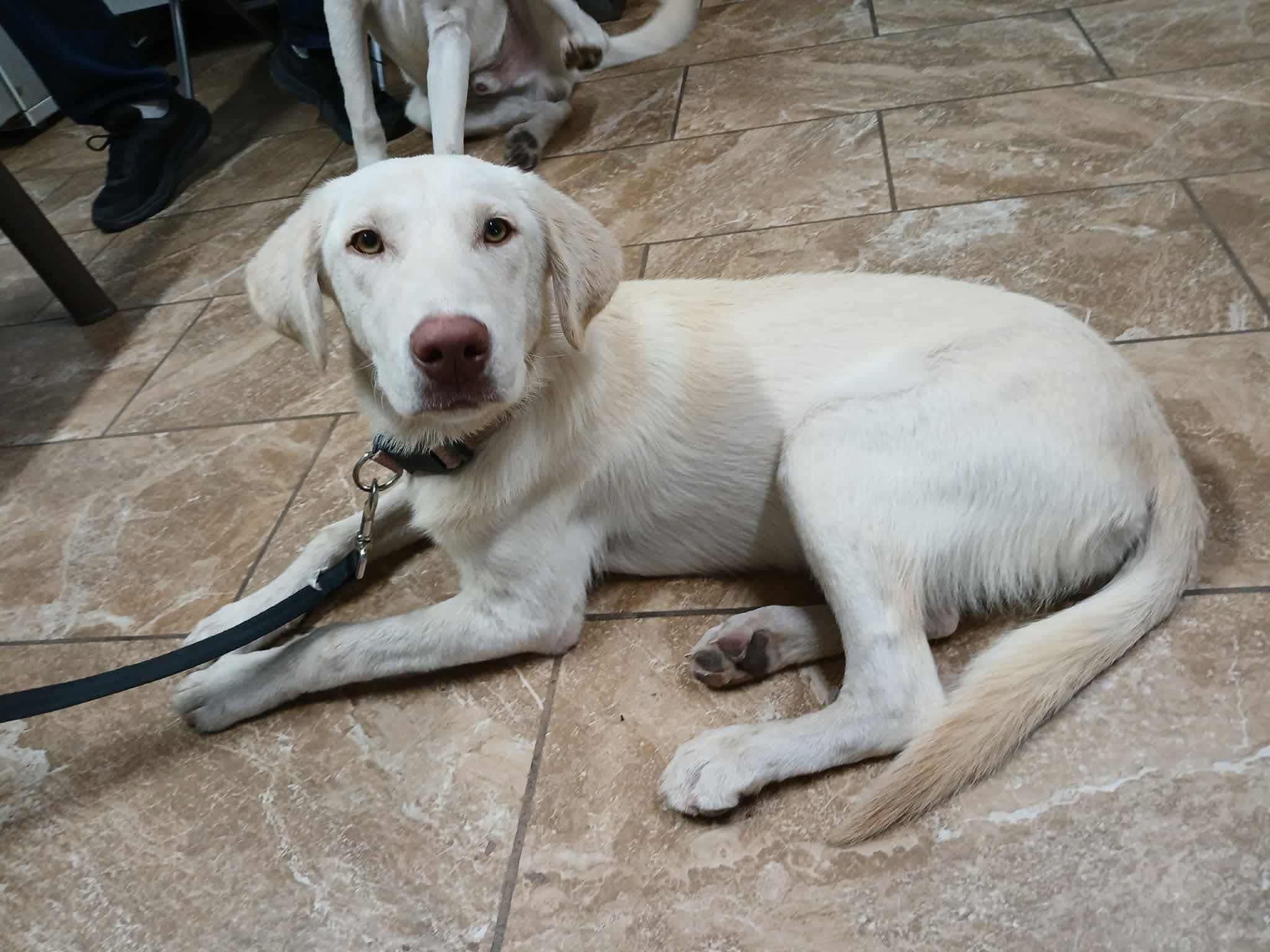 Enlarge Alaska, an adopted mixed breed in Elkton, MD image 3/3