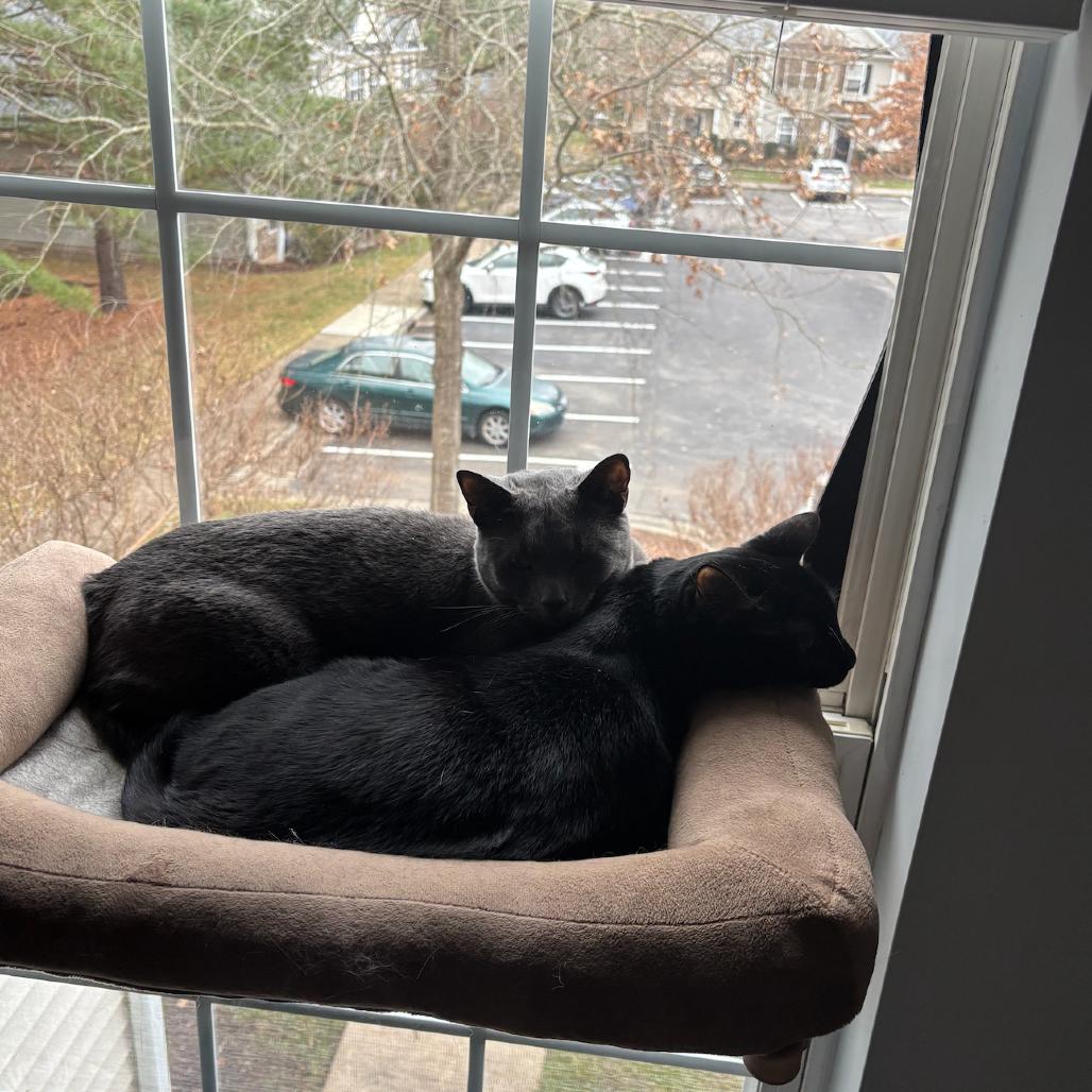 Nelson, Adoptable, Adult Male Domestic Short Hair.