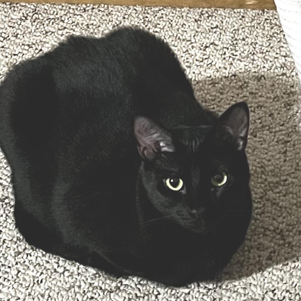 Enlarge Nelson, a Adoptable Domestic Short Hair in Durham, NC image 1/6