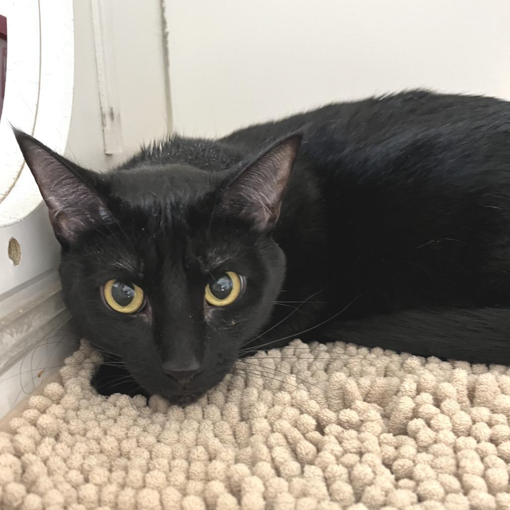 Enlarge Nelson, a Adoptable Domestic Short Hair in Durham, NC image 2/6