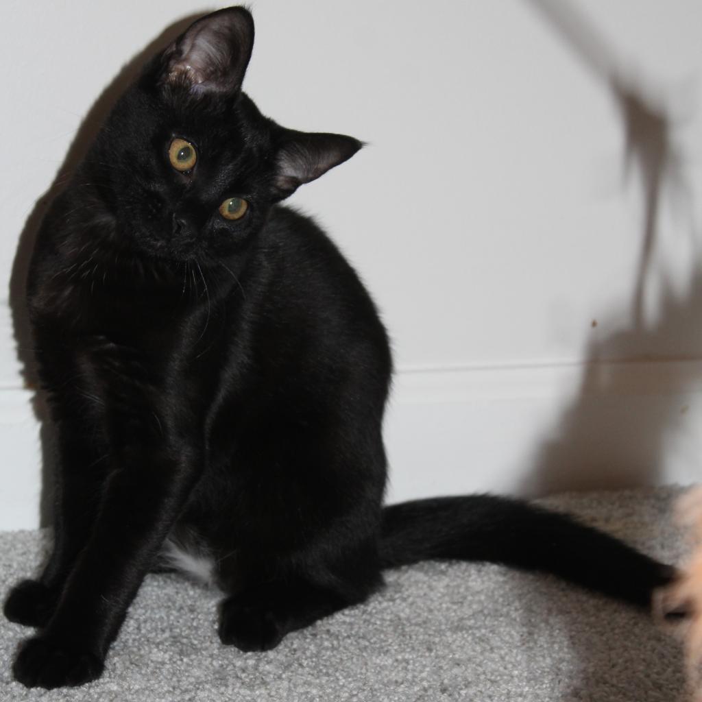 Enlarge Nelson, a Adoptable Domestic Short Hair in Durham, NC image 3/6