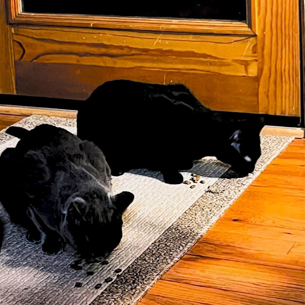 Enlarge Nelson, a Adoptable Domestic Short Hair in Durham, NC image 4/6