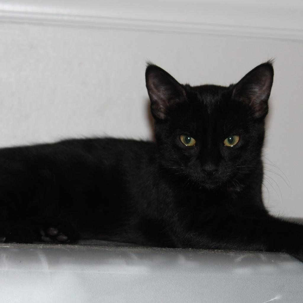 Enlarge Nelson, a Adoptable Domestic Short Hair in Durham, NC image 5/6