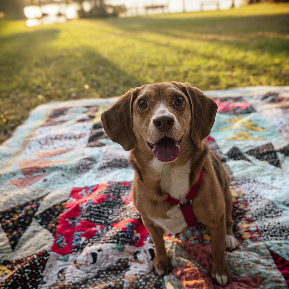 Chloe Anne, Adoptable, Adult Female Beagle.