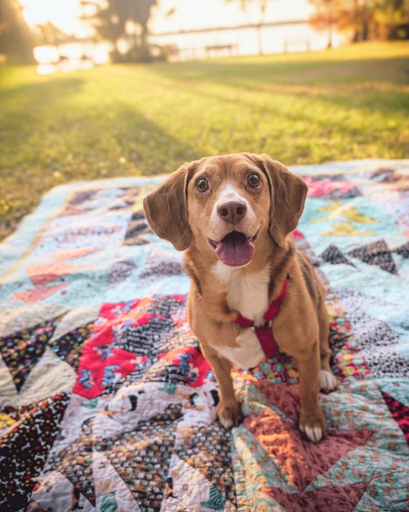 Chloe Anne, Adoptable, Adult Female Beagle.