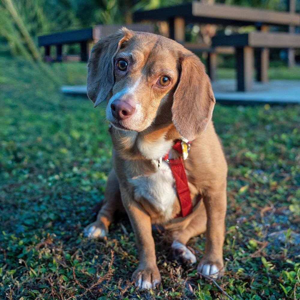Enlarge Chloe Anne, a Adoptable Beagle in Orlando, FL image 3/6