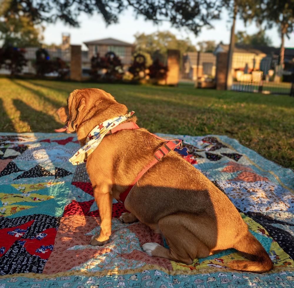 Enlarge Chloe Anne, a Adoptable Beagle in Orlando, FL image 4/6