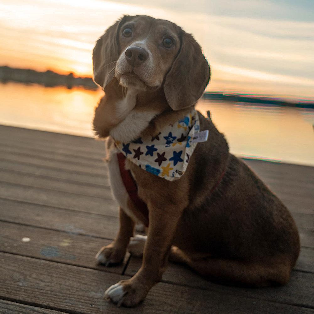 Enlarge Chloe Anne, a Adoptable Beagle in Orlando, FL image 5/6