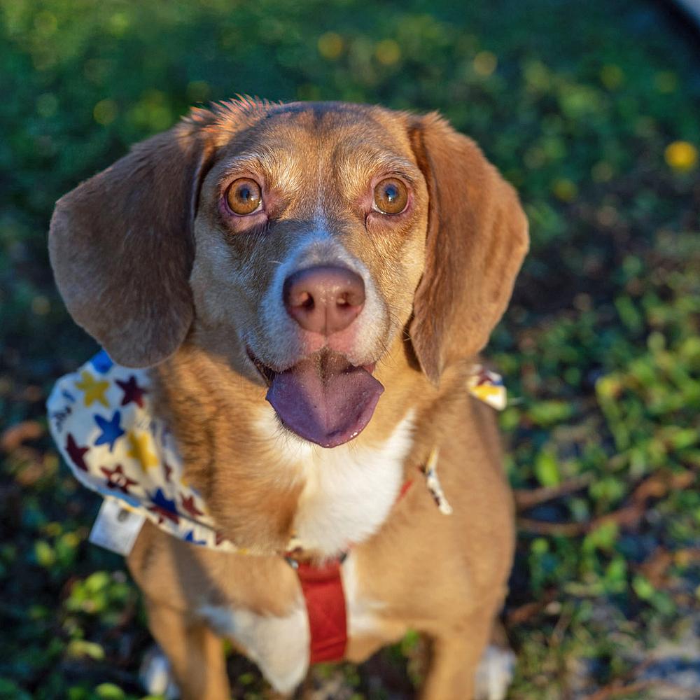 Enlarge Chloe Anne, a Adoptable Beagle in Orlando, FL image 6/6