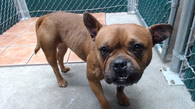 CHICKEN NUGGET, Adoptable, Young Female French Bulldog & Mixed Breed.