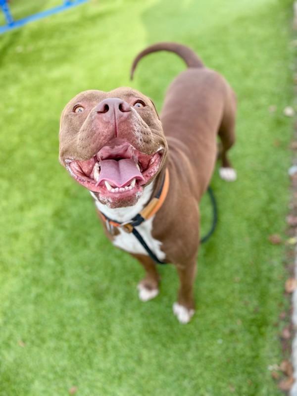 Drako, Adoptable, Young Male Pit Bull Terrier.