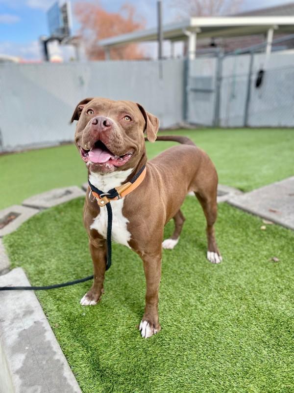 Drako, a Adoptable mixed breed in Salt Lake City, UT image 2/6