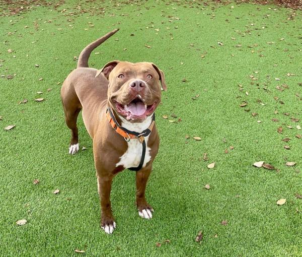 Drako, a Adoptable mixed breed in Salt Lake City, UT image 3/6