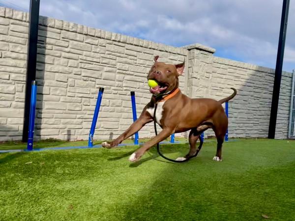 Drako, a Adoptable mixed breed in Salt Lake City, UT image 4/6