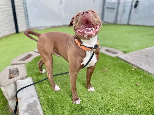 Drako, a Adoptable mixed breed in Salt Lake City, UT image 5/6