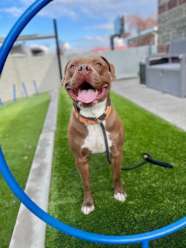 Drako, a Adoptable mixed breed in Salt Lake City, UT image 6/6