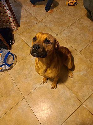 Enlarge Moose, a Adoptable Black Mouth Cur in Alvin, TX image 1/3