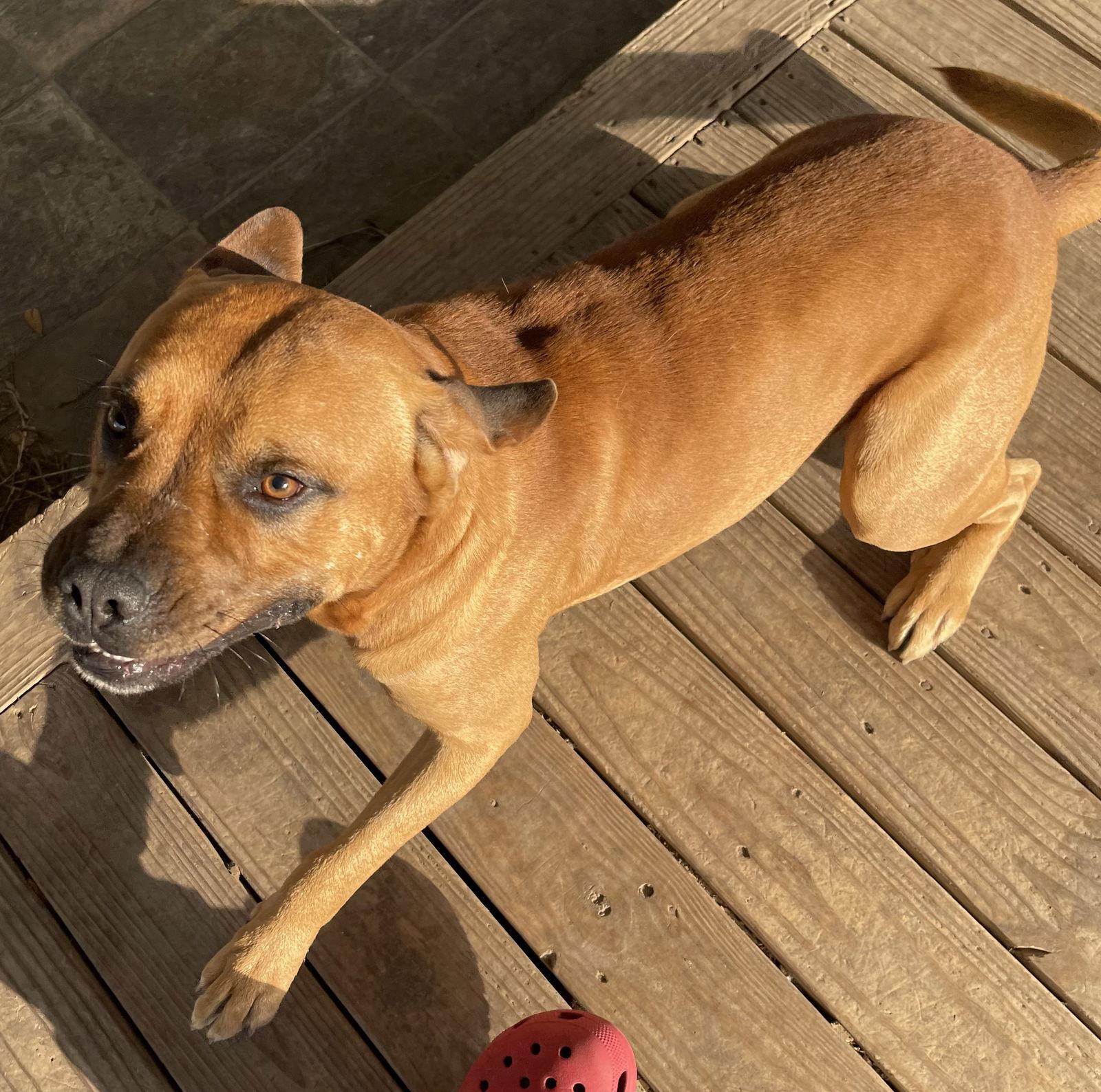 Enlarge Moose, a Adoptable Black Mouth Cur in Alvin, TX image 2/3