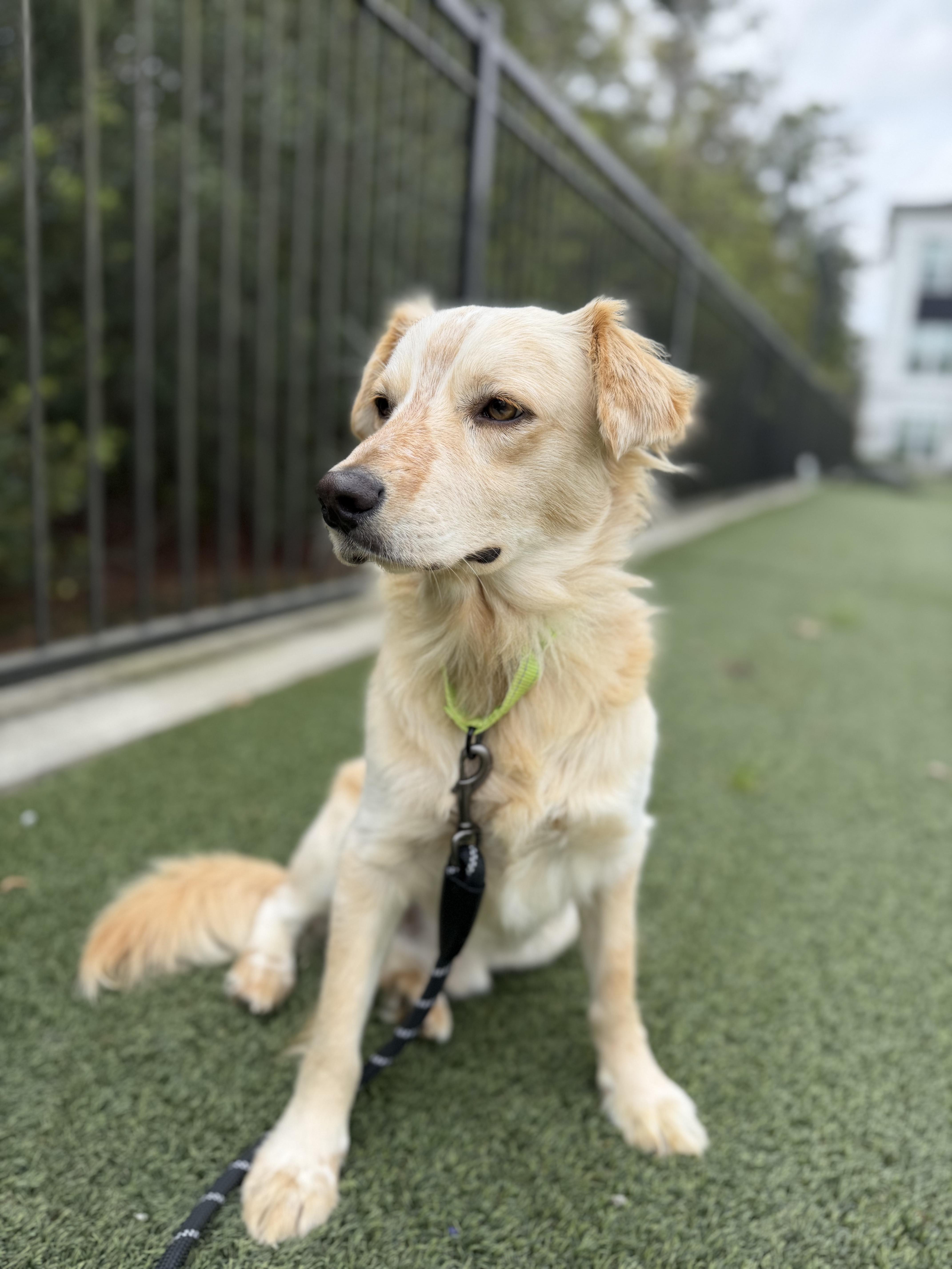 Enlarge Rugby, an adopted mixed breed in Seattle, WA image 6/6
