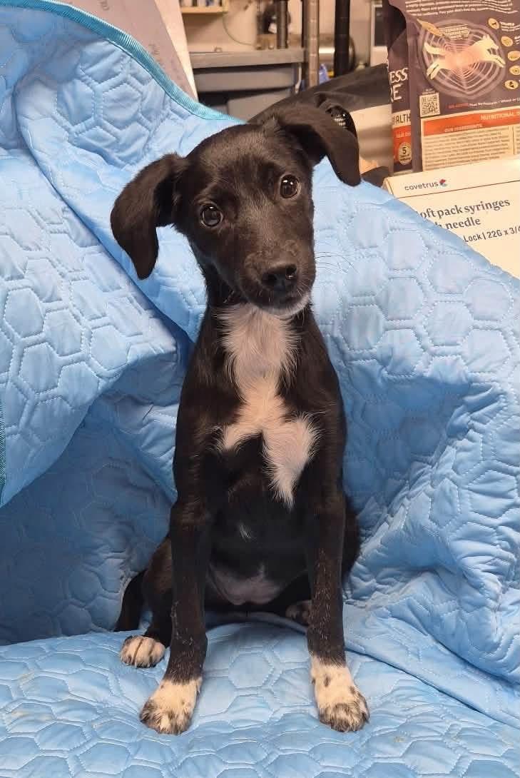 Belle, Adopted, Puppy Female Mixed Breed.
