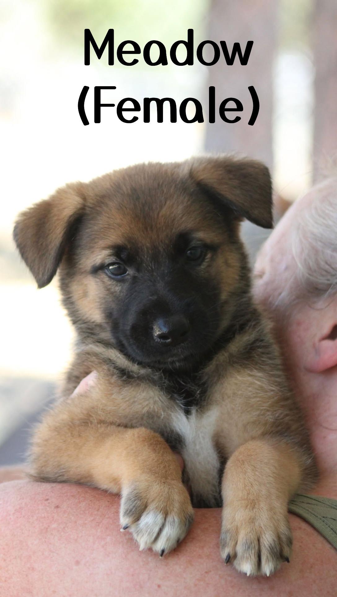 The Forest Puppies - Females, Baby Female unknown