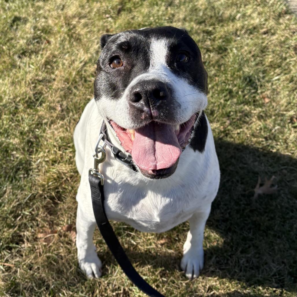 Baxter, Adoptable, Senior Male Mixed Breed.