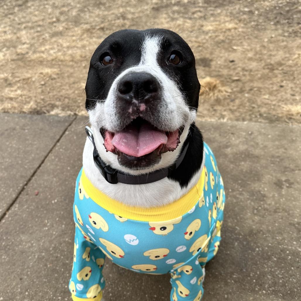 Enlarge Baxter, a Adoptable Mixed Breed in Shawnee, KS image 2/6