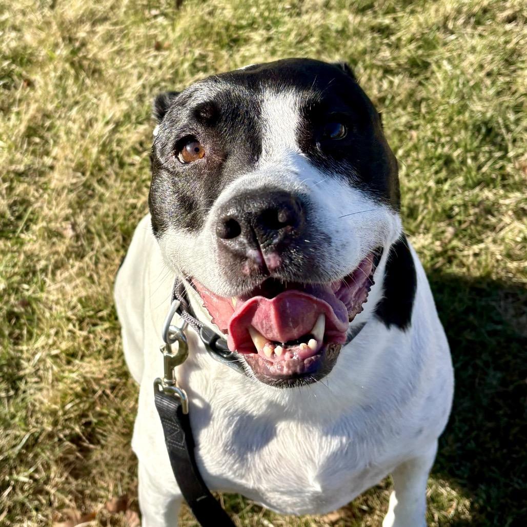 Enlarge Baxter, a Adoptable Mixed Breed in Shawnee, KS image 2/6