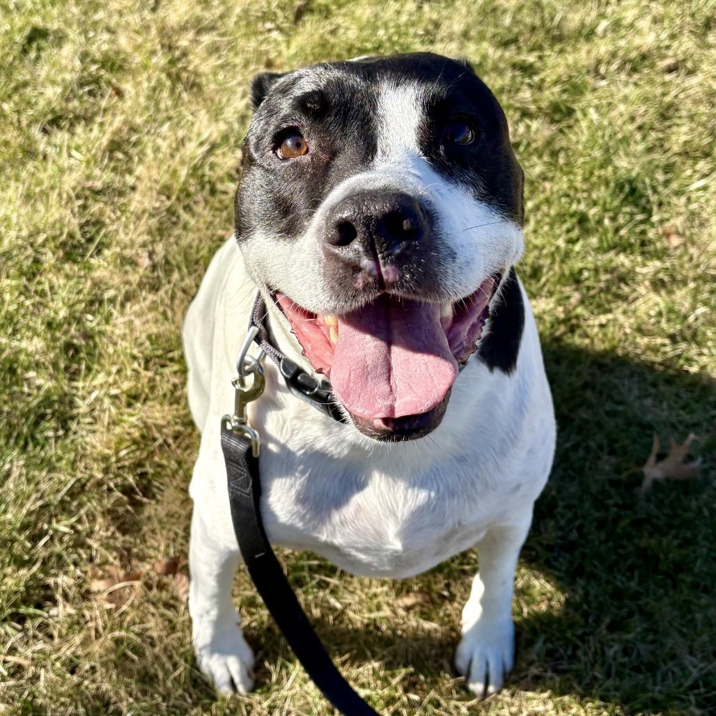 Enlarge Baxter, a Adoptable Mixed Breed in Shawnee, KS image 3/6