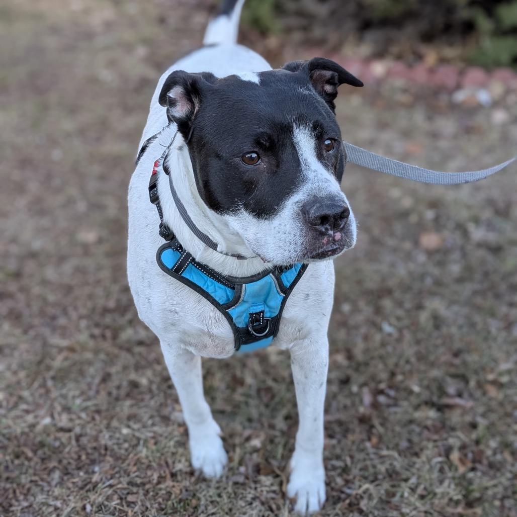 Enlarge Baxter, a Adoptable Mixed Breed in Shawnee, KS image 4/6
