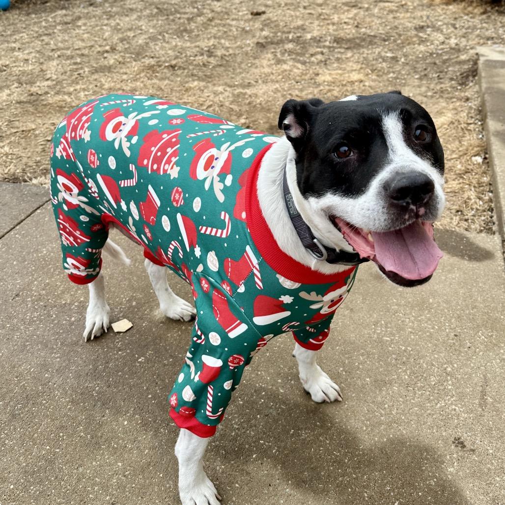 Enlarge Baxter, a Adoptable Mixed Breed in Shawnee, KS image 5/6