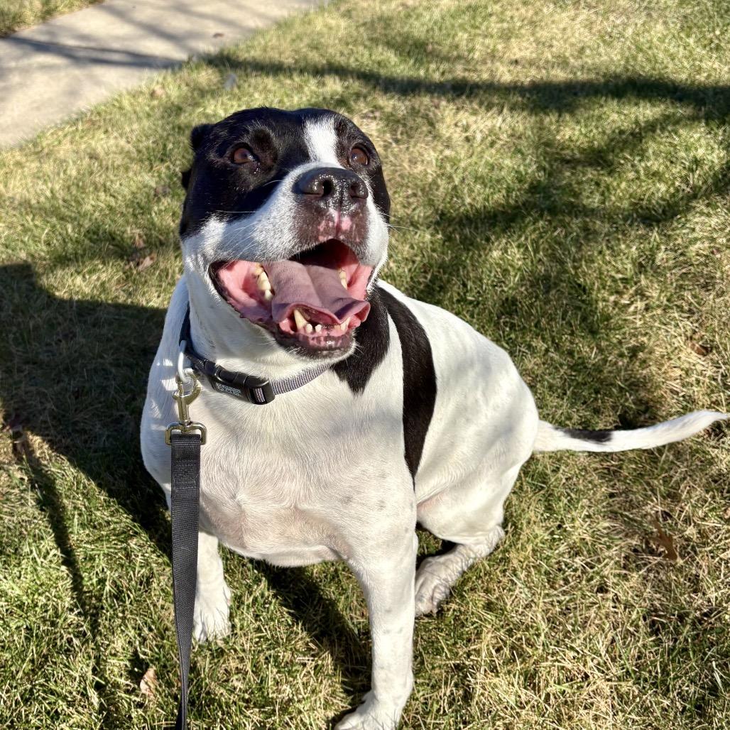 Enlarge Baxter, a Adoptable Mixed Breed in Shawnee, KS image 6/6