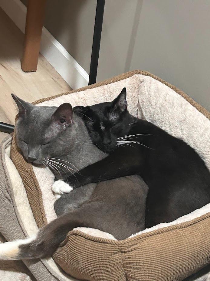 Steven / Van, Adoptable, Adult Male Domestic Short Hair.