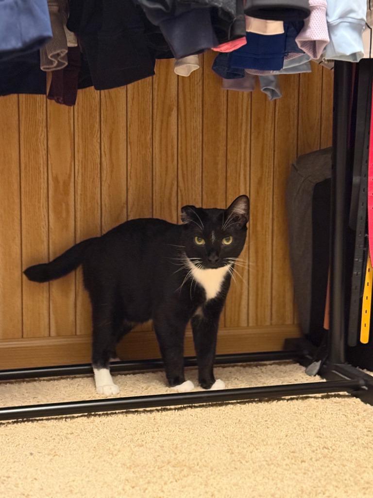 Enlarge Steven / Van, a Adoptable mixed breed in Minneapolis, MN image 2/4