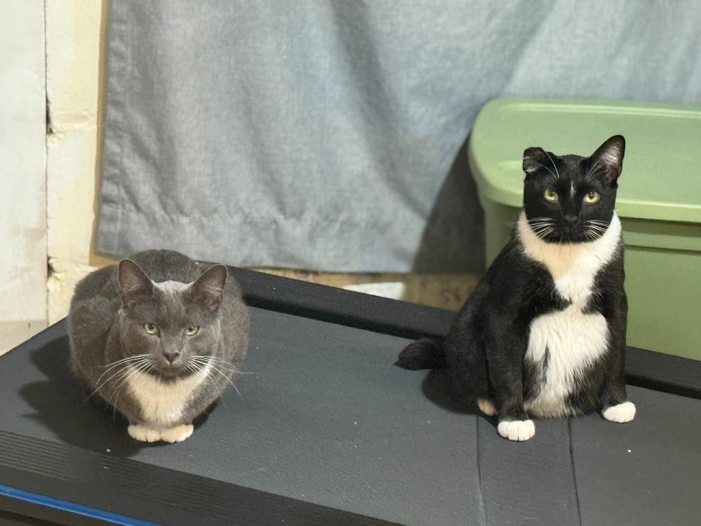 Steven / Van, Adoptable, Adult Male Domestic Short Hair.