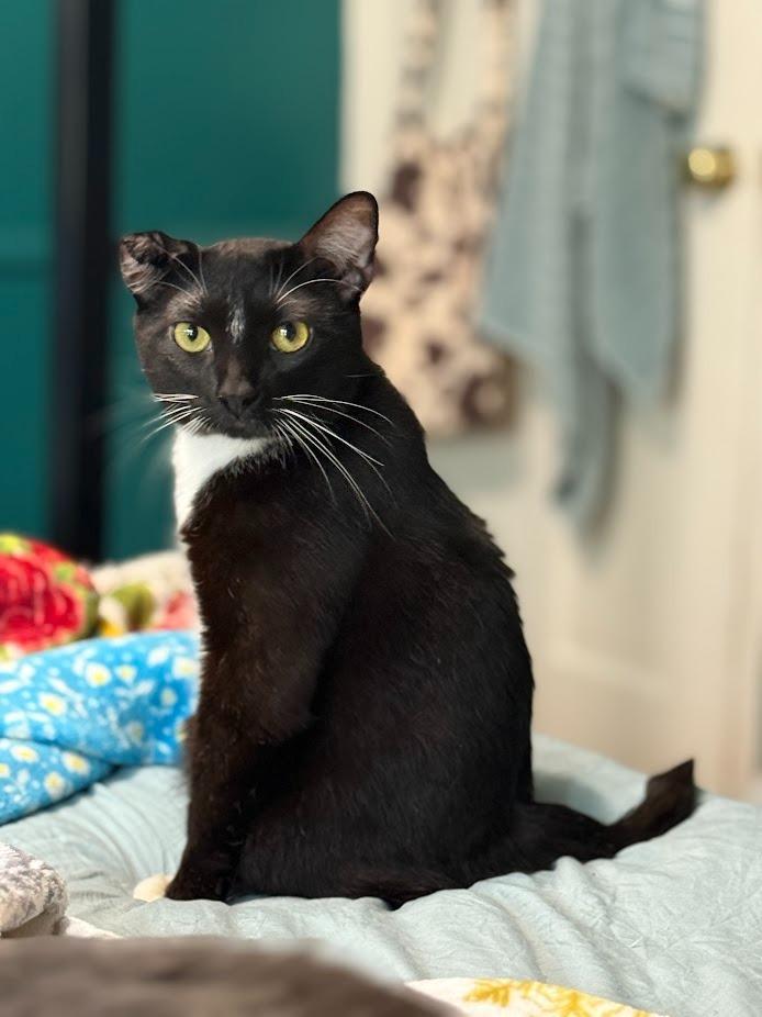 Enlarge Steven / Van, a Adoptable mixed breed in Minneapolis, MN image 2/6