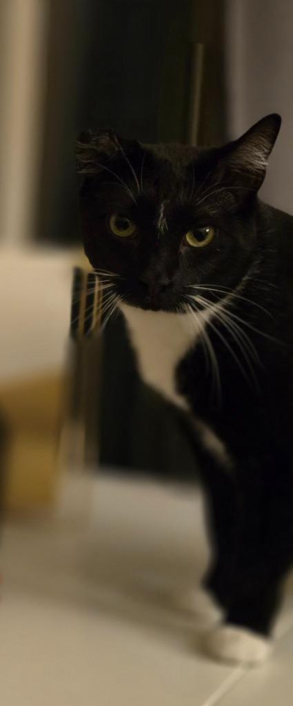 Enlarge Steven / Van, a Adoptable mixed breed in Minneapolis, MN image 4/6