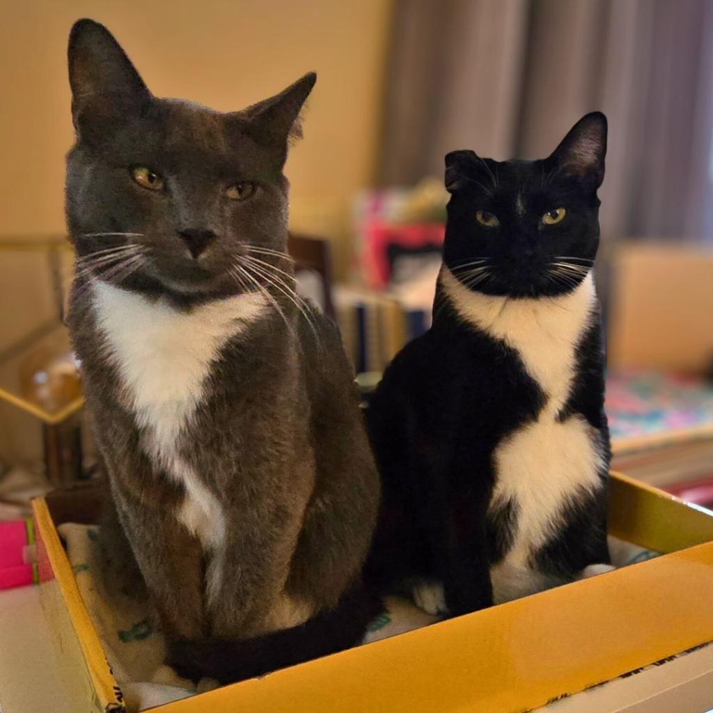 Enlarge Steven / Van, a Adoptable mixed breed in Minneapolis, MN image 4/6