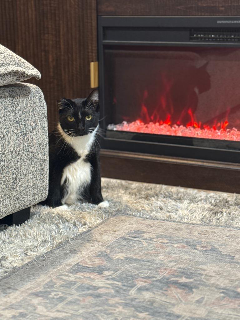 Enlarge Steven / Van, a Adoptable mixed breed in Minneapolis, MN image 3/4